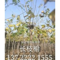 10公分金葉榆報價，8公分長枝榆價格，白榆基地