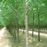 107速生楊批發報價107速生楊基地