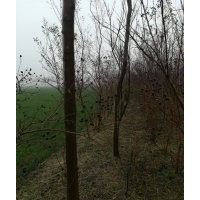欒樹(shù)
