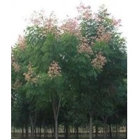 供應欒樹，各種規格欒樹，花型好