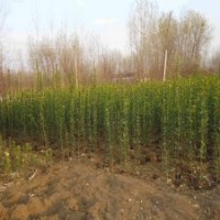大型的北海道黃楊基地，1.2米的報價是3.5元