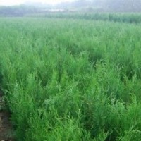 營養缽側柏苗 白皮松苗