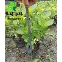 成都供應繡球花（無盡夏）批發