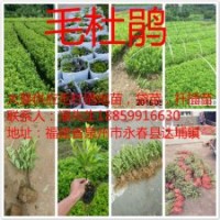 福建千萬毛杜鵑芽苗基地1毛，泉州毛杜鵑地苗價格，福建毛杜鵑杯