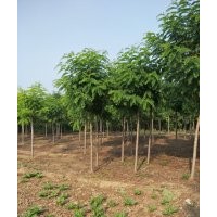 保定12公分香花槐價格