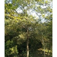 南京樸樹種植基地樸樹價格最新動態