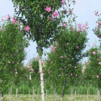 木槿樹2-8公分