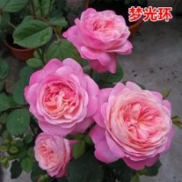 大量供應月季花苗夢光環