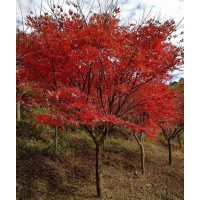 供應8——15公分中國紅楓