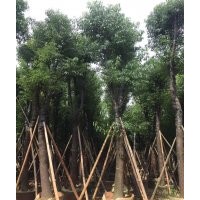香樟 胸徑20cm 香樟廣東華盛基地直銷 園林景觀工程供應