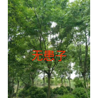 無(wú)患子