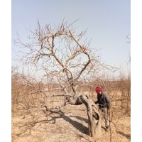 八棱海棠樹之鄉 八棱海棠樹冬季移植成活高(圖)