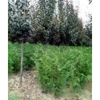 供側柏營養杯苗，河南檜，雪松，蜀檜，龍柏，沙地柏，灑金柏