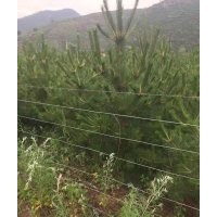 專供各種規格樟子松、油松