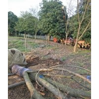 供大規格紅梅櫻花紅楓雞爪槭紫薇紅葉石楠桂花垂絲海棠