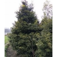 10公分小葉楨楠批發基地價格