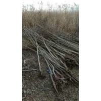 杜梨