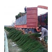 河南檜柏、塔柏、刺柏產地大量供應