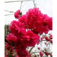 哪里有正宗牡丹櫻（八重櫻） 最新1-10公分嫁接牡丹櫻價格
