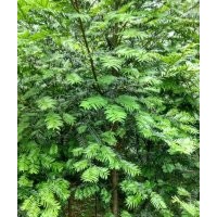 地徑4～6公分的紅豆杉，80萬株，價格非常便宜