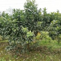 供應四川成都香泡 基地批發價格&#8194;