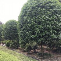 供應四川成都桂花批發 金桂基地供應