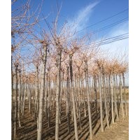 山東金枝金葉白蠟 金枝國槐的風水 供應商慶云茂達苗木
