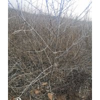 沙棘營養杯苗