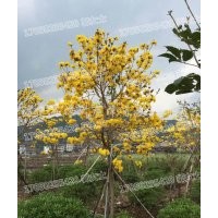 黃花風鈴木 基地直銷 現貨供應