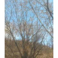 長期供應(yīng)叢生蒙古櫟 山楂