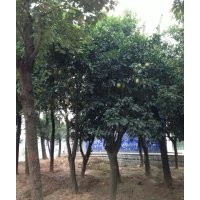 供應柚子樹、湖南本地柚子樹