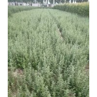 沙棗