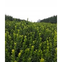 衛茅 膠東衛茅60-80