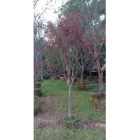 供應(yīng)6-12公分紅楓袋苗假植苗