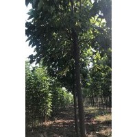 河南太康樹振楸樹種植專業(yè)合作社：大量出售各種規(guī)格的，楸樹，梓