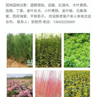 小葉黃楊，金葉榆，北美海棠，西府海棠，平枝栒子