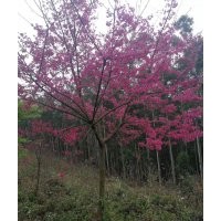 哪里有正宗中國紅櫻花 最新1-15公分中國紅櫻花價格