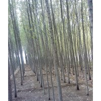 數萬棵速生楊低價銷售中