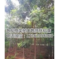 優質5公分欒樹出售 基地出售10公分欒樹 15公分欒樹供貨商