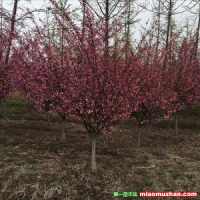 安徽哪里有賣西府海棠的？
