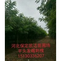 河北保定博野金絲柳價格，旱柳圖片，刺槐什么價格