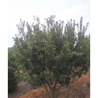 云南地區萬畝種植基地供應 楊梅樹苗