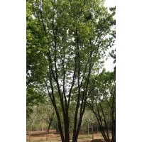 專業誠信銷售：元寶楓/蒙古櫟/五角楓