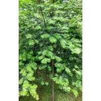 地徑3公分紅豆杉（田苗、袋苗、移栽苗）50萬株
