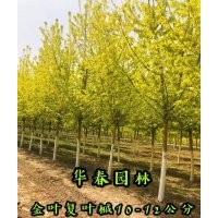 金葉復葉槭