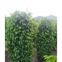 供應(yīng)150-200高垂葉榕柱袋苗假植苗