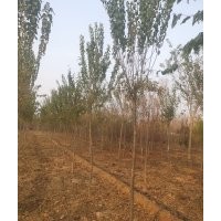 暴馬丁香，文冠果，榆葉梅，黃櫨，北美海棠，木槿，石榴，