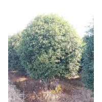 供應紅楓雞爪槭日本紅楓八月桂丹桂金桂紅梅羽毛楓櫻花無患子