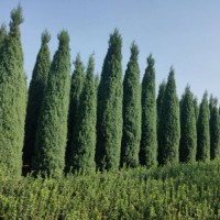 檜柏高0.8-8米北京大苗圃基地購樹木市排價