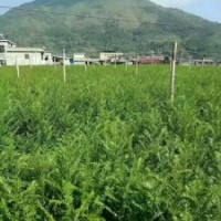 地徑2～3公分的紅豆杉100萬株，價格非常便宜